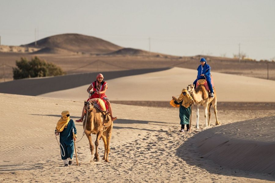 Half-Day Dromedary Tour from Paracas Perú