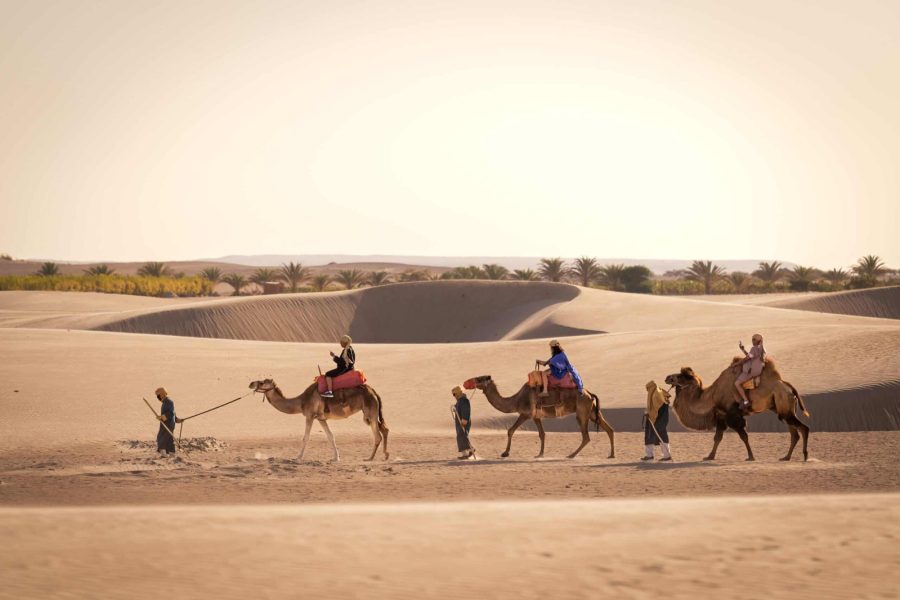 Half-Day Dromedary Tour from Paracas