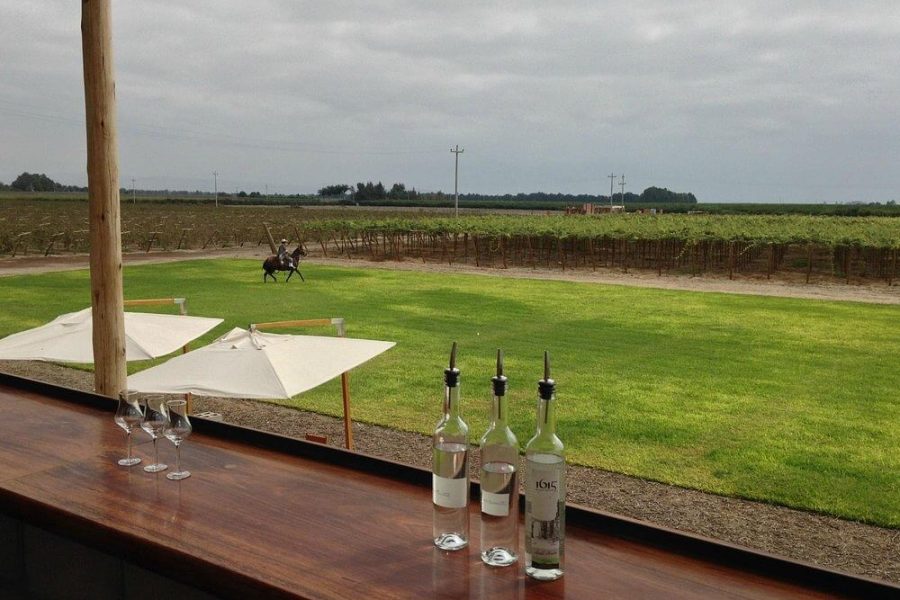 Pisco Experience at 1615 peru