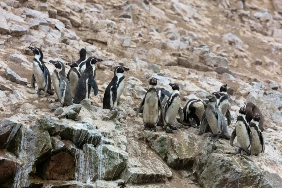 Tour tradicional Islas Ballestas