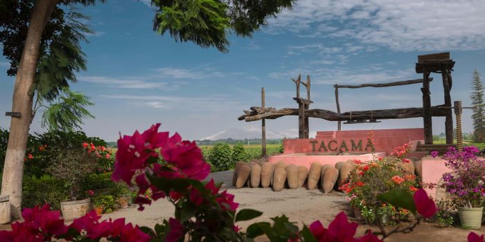 Ruta Tradicional del Pisco y vino